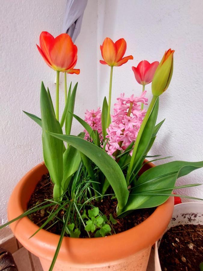 סקופיה Impeccable Apartment With View In Dolna Matka מראה חיצוני תמונה